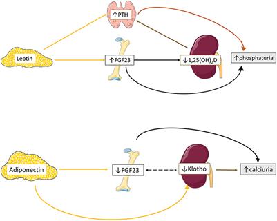 Update on the Crosstalk Between Adipose Tissue and Mineral Balance in General Population and Chronic Kidney Disease